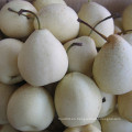 Calidad de exportación de pera amarilla fresca china de Ya
